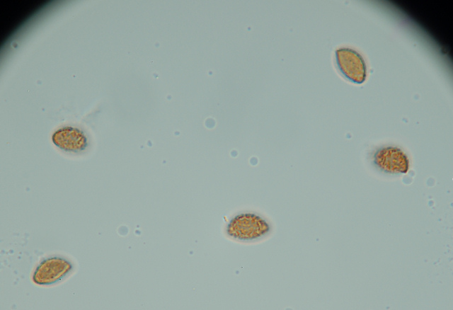 Messa a punto del microscopio